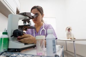 Які види мікроскопів використовуються у ветеринарії?  з