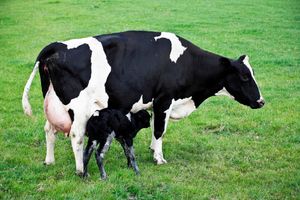 Кетоз - проблема новотельных коров  из
