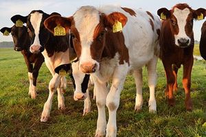 Комфортное воспроизведение коров с использованием современной УЗИ диагностики  из