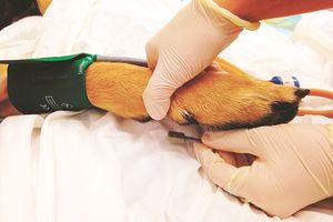 Ветеринарная кардиология: как измерение пульса и артериального давления помогает выявлять заболевания  из