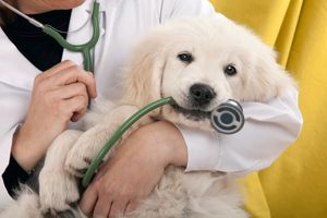 Ветеринарные стетоскопы: надежный инструмент для диагностики болезней у животных  из