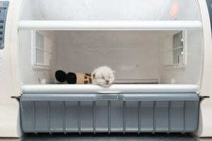 Какие бывают инкубаторы для домашних животных?  из