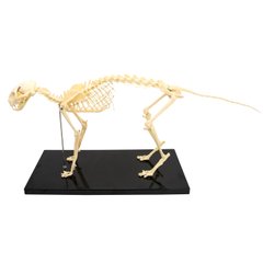 Анатомическая модель скелета кота
