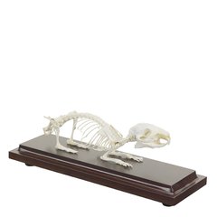 Настоящая модель скелета морской свинки