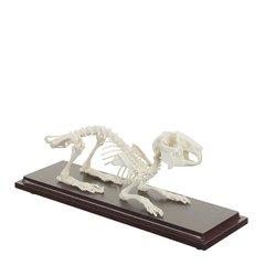 Настоящая модель скелета кролика