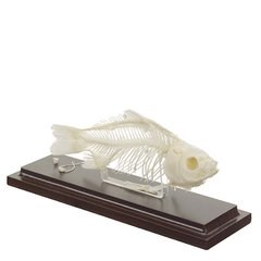 Настоящая модель скелета рыбы