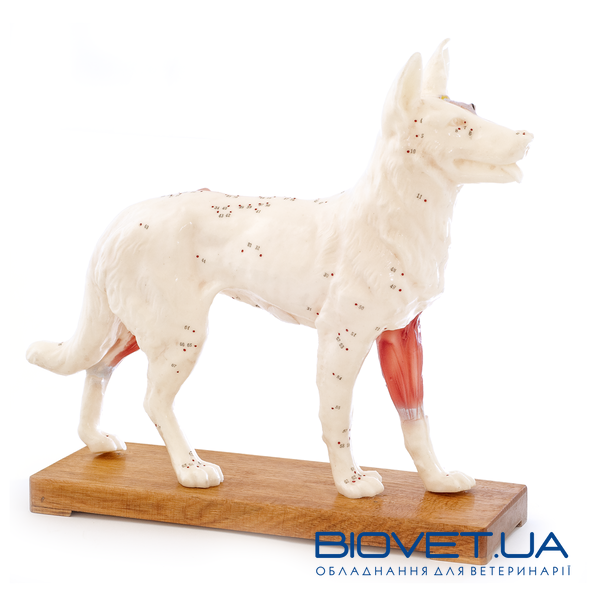 Анатомічна модель собаки для акупунктури