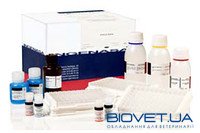 Ingezim BTV DR. Тест-система для серодіагностики специфічних антитіл до вірусу блутангу методом ІФА
