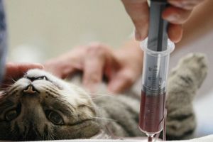 Биохимические показатели крови и их значение в ветеринарии: расшифруйте результаты анализа  из