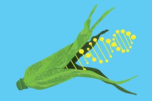 Что такое ГМО и как его определить?  из
