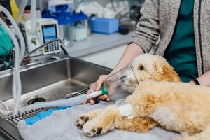 Для чего используется кислородный концентратор в ветеринарии?  из