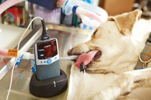 Для чего нужен пульсоксиметр в ветеринарии и как его использовать?  из