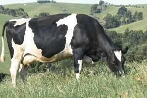 Догляд за вовною та хвостом корів  з