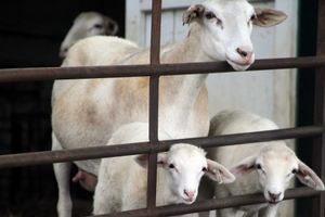 Эффективное оборудование для разведения овец и коз  из