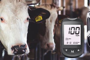 Экспресс-тесты для быстрого определения кетоза у коров  из