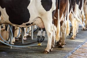 Гігієна доїння корів та догляд за вим'ям  з