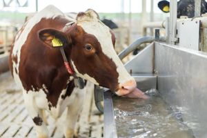 Гігієна води та водопостачання на тваринницьких фермах  з