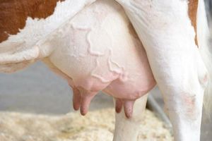 Гигиена вымени и сосков у коров  из