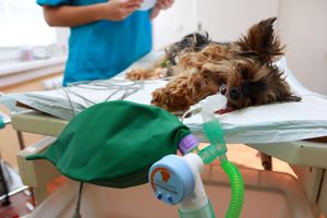 Інгаляційна анестезія у ветеринарії  з