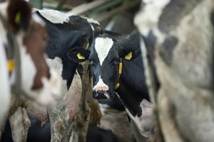 Інтегровані системи моніторингу здоров'я тварин: захист вашого власного стада  з