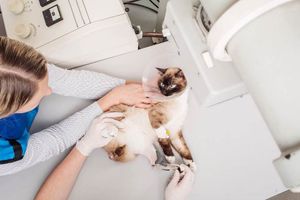 Как и при помощи каких аппаратов выполняется рентген кошкам и собакам?  из