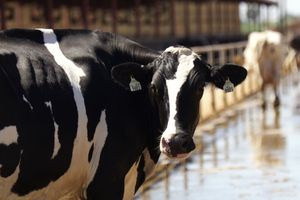 Как распознать кетоз у коровы и чем опасно его развитие?  из