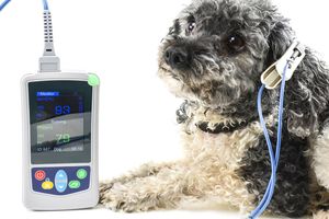 Каким должен быть пульс у собак, как и чем его измерить?  из