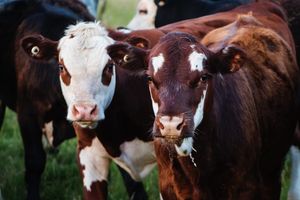 Кетоз у коров в сухостойный период: основные способы профилактики  из
