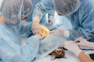 Хірургія ветеринарної медицини: інноваційне обладнання для успішних операцій  з