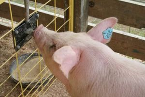 Маркування та ідентифікація свиней: сучасні технології для відстеження  з