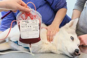 Методы определения групп крови у животных  из