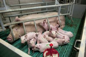 Методы и техника осеменения свиней  из