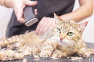 Нужно ли стричь шерсть котов и собак? Как выбрать машинку для стрижки домашних животных?   из