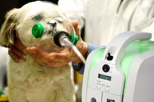 Обираємо кисневий концентратор для ветеринарної клініки  з
