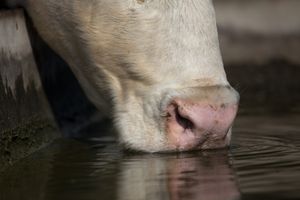 Особливості випоювання корів: поїлки для ВРХ  з
