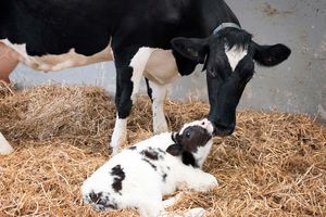 Почему у коров развивается дефицит кальция, насколько он опасен и как его обнаружить?  из