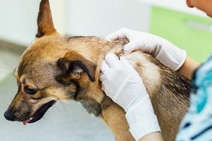 Розповсюджені шкірні захворювання тварин: причини і визначення  з