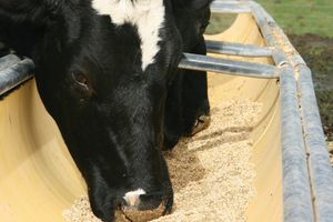 Пропиленгликоль и его воздействие на организм коровы при кетозе  из