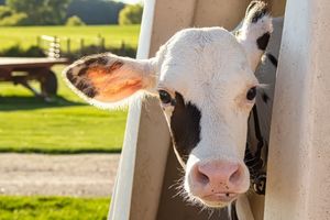 Роги у корів та особливості знерожування телят  з