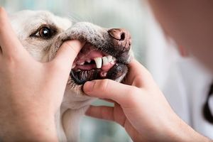Секрети ветеринарної стоматології для ваших тварин  з