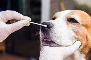 Быстрые тесты для ветеринарии: что это и для чего они нужны?  из