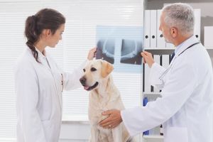 Современное рентген оборудование для ветеринарии: эффективность и безопасность  из