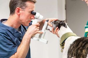 Сучасне офтальмологічне обладнання для точної ветеринарної діагностики  з
