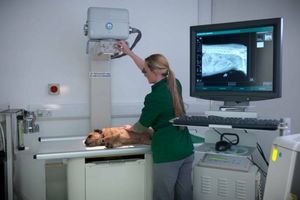 Современные ветеринарные рентген-аппараты: преимущества для точной диагностики  из