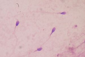 Технології аналізу сперми у ветеринарії: як вони впливають на селекцію порід  з