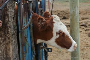 В каких случаях используется искусственное осеменение коров?  из