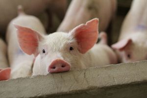 Весы для свиней: как выбрать лучший вариант  из
