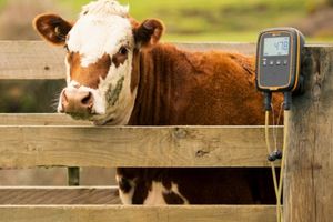 Весы для взвешивания КРС: важность мониторинга массы и здоровья животных  из