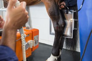 Ветеринарные плоскопанельные детекторы рентгеновского излучения: особенности и принцип работы  из