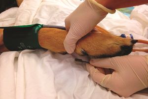 Ветеринарний тонометр: вимірювання артеріального тиску допоможе встановити причину нездужання тварини  з